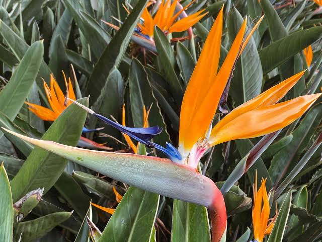 Bird Of Paradise Flower Strelitzia Reginae All You Need To Know About Agric4profits 