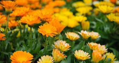 Calendula Flowers: All You Need To Know About