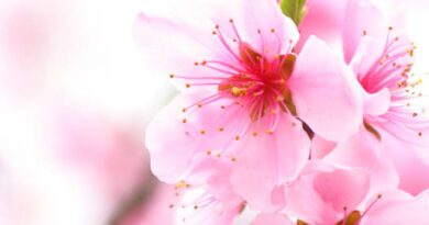 Significance And Uses of Sakura Flowers