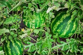 Products and by-products that can be derived from Watermelon Leaves