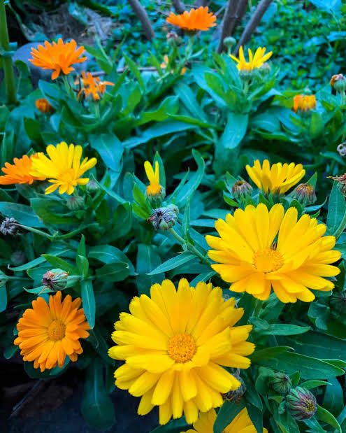 Calendula Flowers: All You Need To Know About