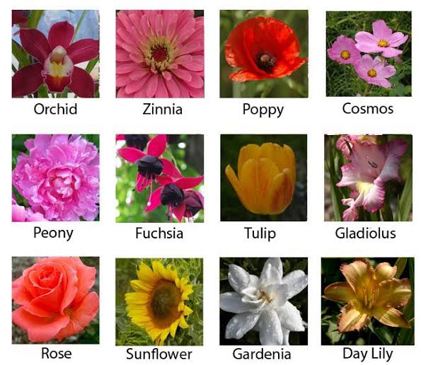 Popular Flowers: All You Need To Know About 