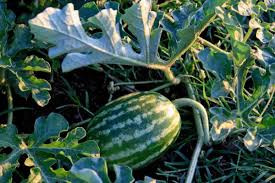 Watermelon Tendrils