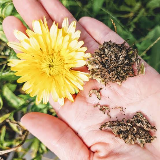 Calendula Flowers: All You Need To Know About