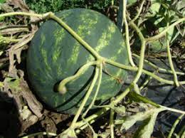 Watermelon Peduncle