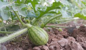 Watermelon Petioles