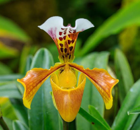 Lady Slipper: All You Need To Know About