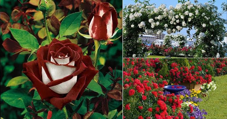 Types of Roses: All You Need To Know About