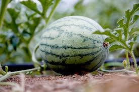 Watermelon Vines