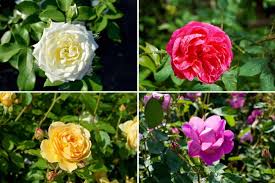 Types of Roses: All You Need To Know About