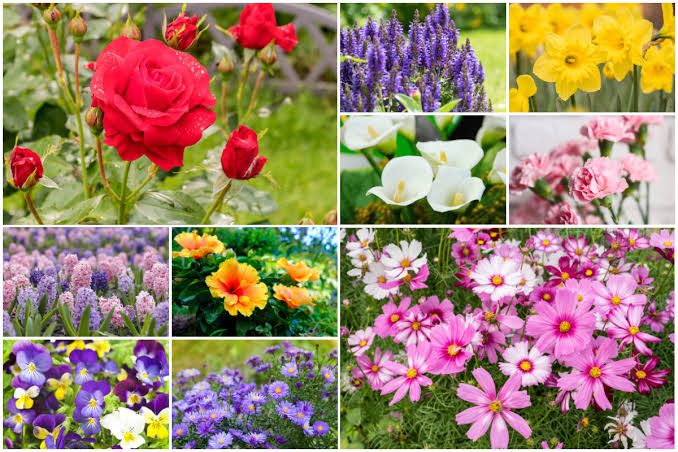 Flower Language: All You Need To Know About Flower Language: All You Need To Know About