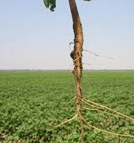 Cotton Plant Roots