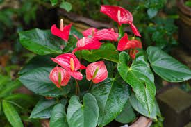 Anthurium Flowering Plants (Flamingo Flower): Complete Growing and Care Guide 