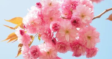 Significance And Uses of Cherry Blossom Flowers