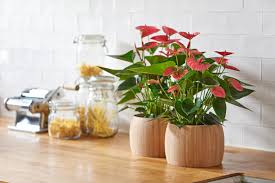 Anthurium Flowering Plants (Flamingo Flower): Complete Growing and Care Guide 