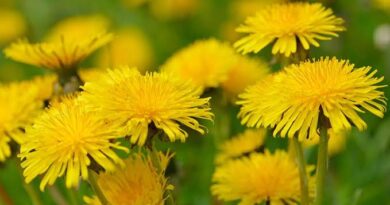 Dandelion Flower (Taraxacum officinale): All You Need To Know About