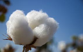 Cotton Plant Lint