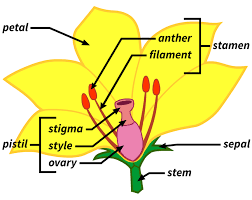 All You Need To Know About Flowers Identification