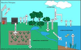 Factors Affecting Mineralization and Nitrification Processes