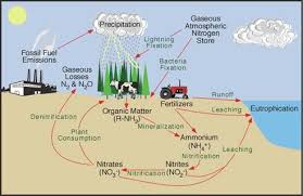 Forms and Function of Nitrogen in Plants Forms and Function of Nitrogen in Plants