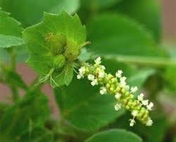 Medicinal Health Benefits of Acalypha ciliata (Acalypha)