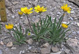 10 Medicinal Health Benefits of Tetraneuris torreyana (Torrey's four-nerve daisy)