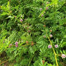 Medicinal Health Benefits of Glycyrrhiza (Licorice)