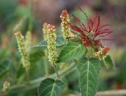 Medicinal Health Benefits of Acalypha villicaulis (Hairy stemmed acalypha)