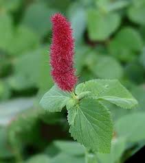 Medicinal Health Benefits of Acalypha psilostachya (Acalypha)