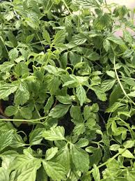 Bienfaits médicinaux de Gynostemma pentaphyllum (Sud de Ginseng)