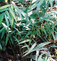 Medicinal Health Benefits of Aframomum melegueta (Grains of Paradise)