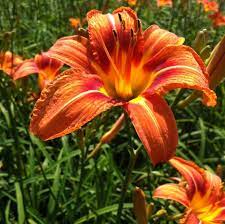 Medicinal Health Benefits of Hemerocallis fulva (Orange day-lily)