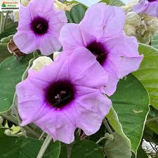 Medicinal Health Benefits of Hawaiian Baby Woodrose (Argyeia Nervosa)
