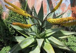 Health Benefits of Aloe buettneri (Mountain aloe)