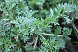 Medicinal Health Benefits of Davana (Artemisia Pallens)