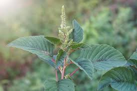 Amaranthus dubius (Slender Amaranth)