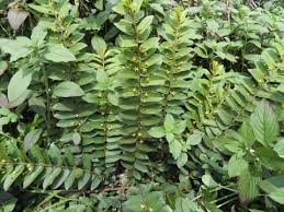 Health Benefits of Benefits of Baissea axillaris (Baissea)