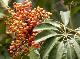 Heptapleurum arboricola (Dwarf umbrella tree) 