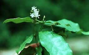 Health Benefits of Alafia barteri
