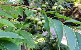Medicinal Health Benefits of Huang Bai (Phellodendron Amurense)