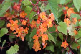 Medicinal Health Benefits of Begonia sutherlandii (Sutherland's begonia)