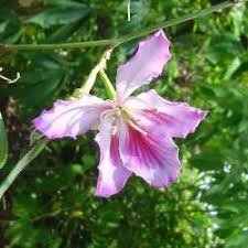 10 Medicinal Health Benefits of Bauhinia petersiana (Camel's Foot)