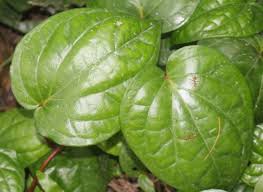 15 Medicinal Health Benefits of Betel (Piper Betle)