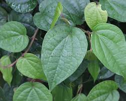 15 Medicinal Health Benefits of Betel (Piper Betle)