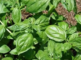 Medicinal Health Benefits of Basil (Ocimum Basillicum)