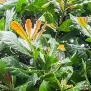 Medicinal Health Benefits of Barringtonia Macrostachya (Powder-puff Mangrove)