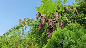 Medicinal Health Benefits of Barringtonia Macrostachya (Powder-puff Mangrove)
