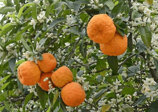 Medicinal Health Benefits of Citropsis articulata (Bitter Orange)