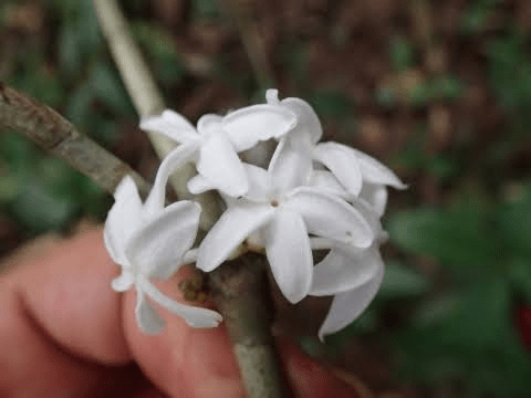 Faayidaa Fayyaa Qorichaa 10 Pleiocarpa Mutica (African White Indigo) .