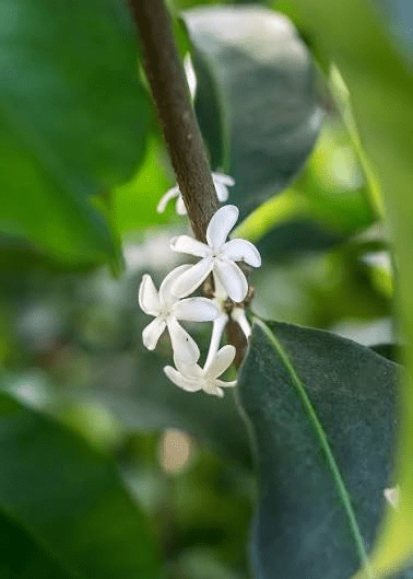 Medicinal Health Benefits of Pleiocarpa Mutica (African White Indigo)